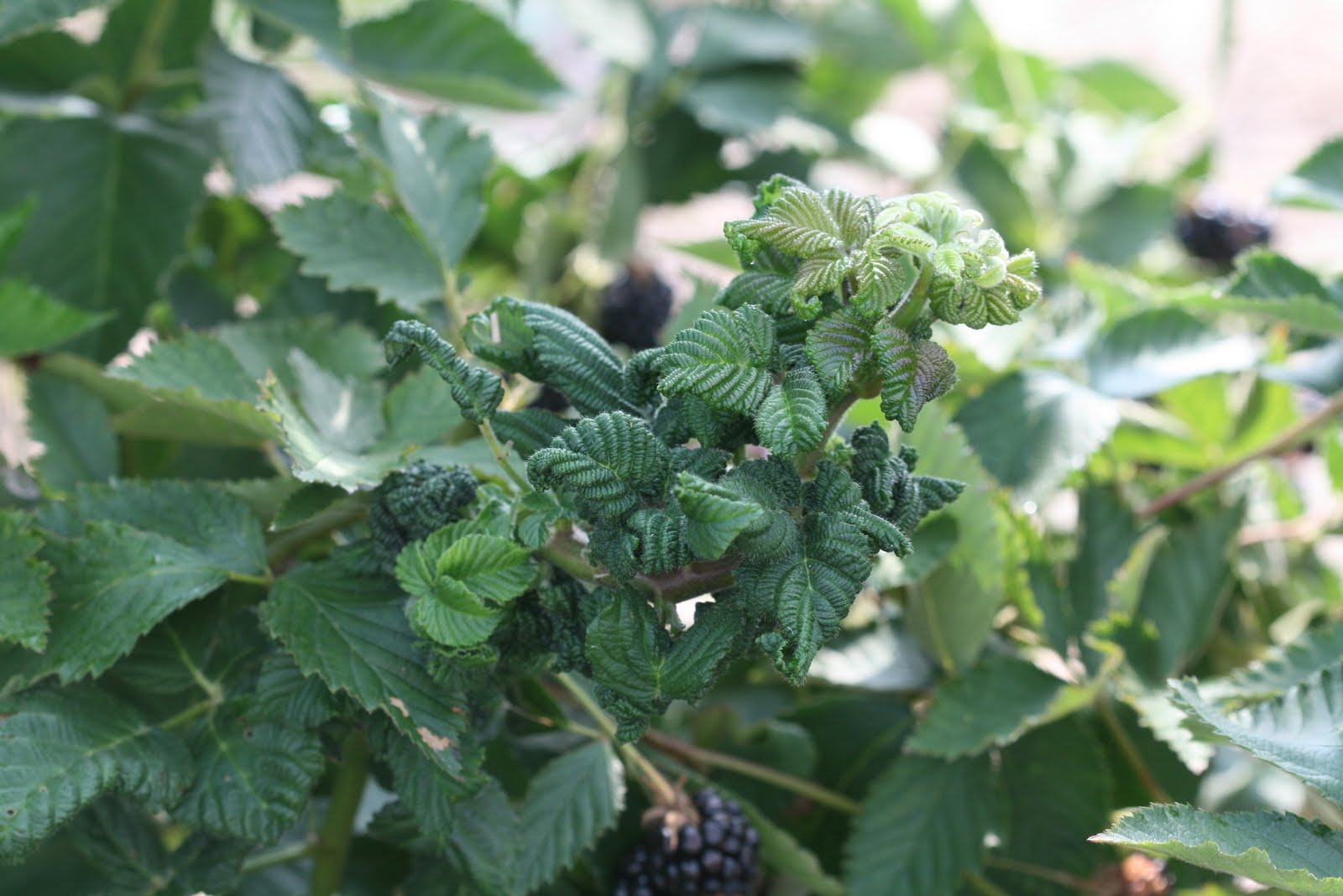 NC Small Fruit & Specialty Crop IPM Blackberry psyllid at the