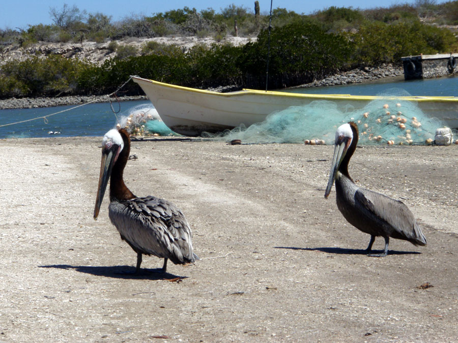 [pelicans.jpg]