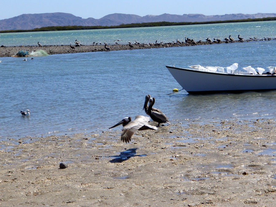 [pelicans+swoop.jpg]