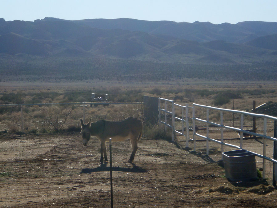 [arizona+donkey.jpg]