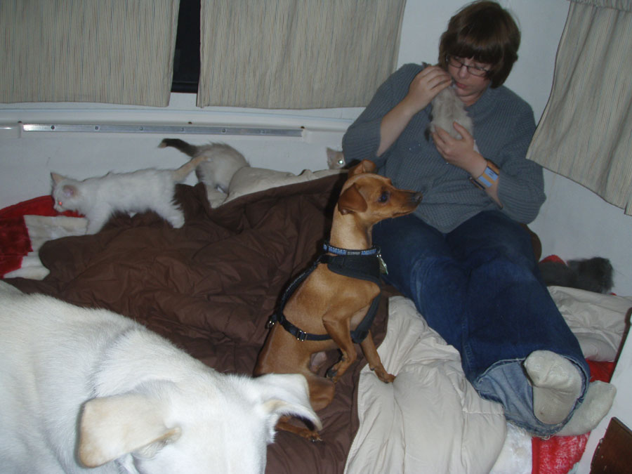 [small+cats+n+dogs+camping.jpg]