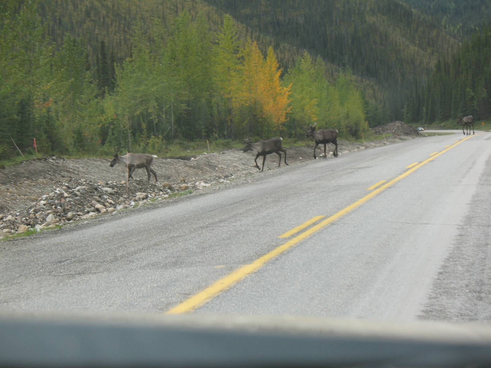 [11+caribou+herd.JPG]