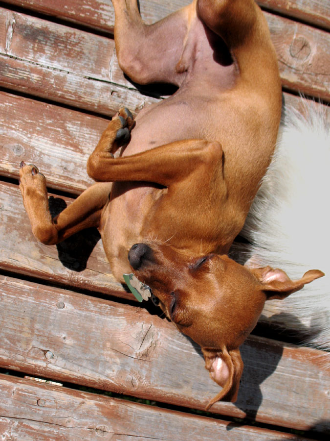 [oliver's+tummy.jpg]