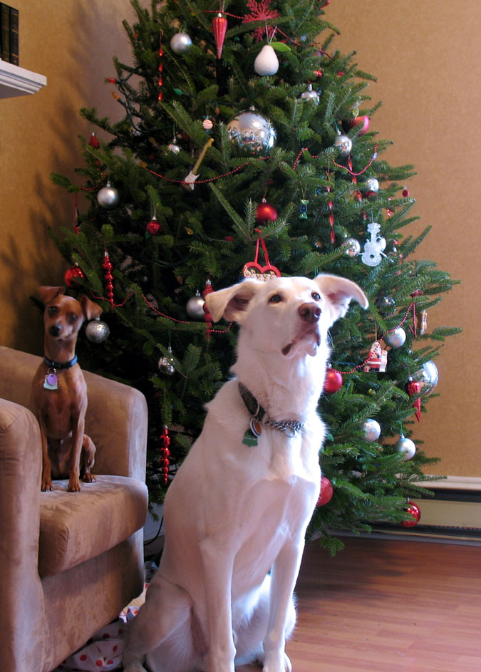 [xmas+dog+portrait.jpg]