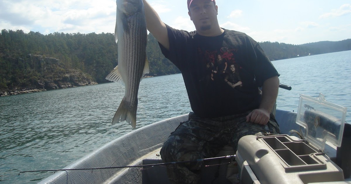 Kirk's Fishing Hole Chimney Rock Lake Martin Stripped Bass