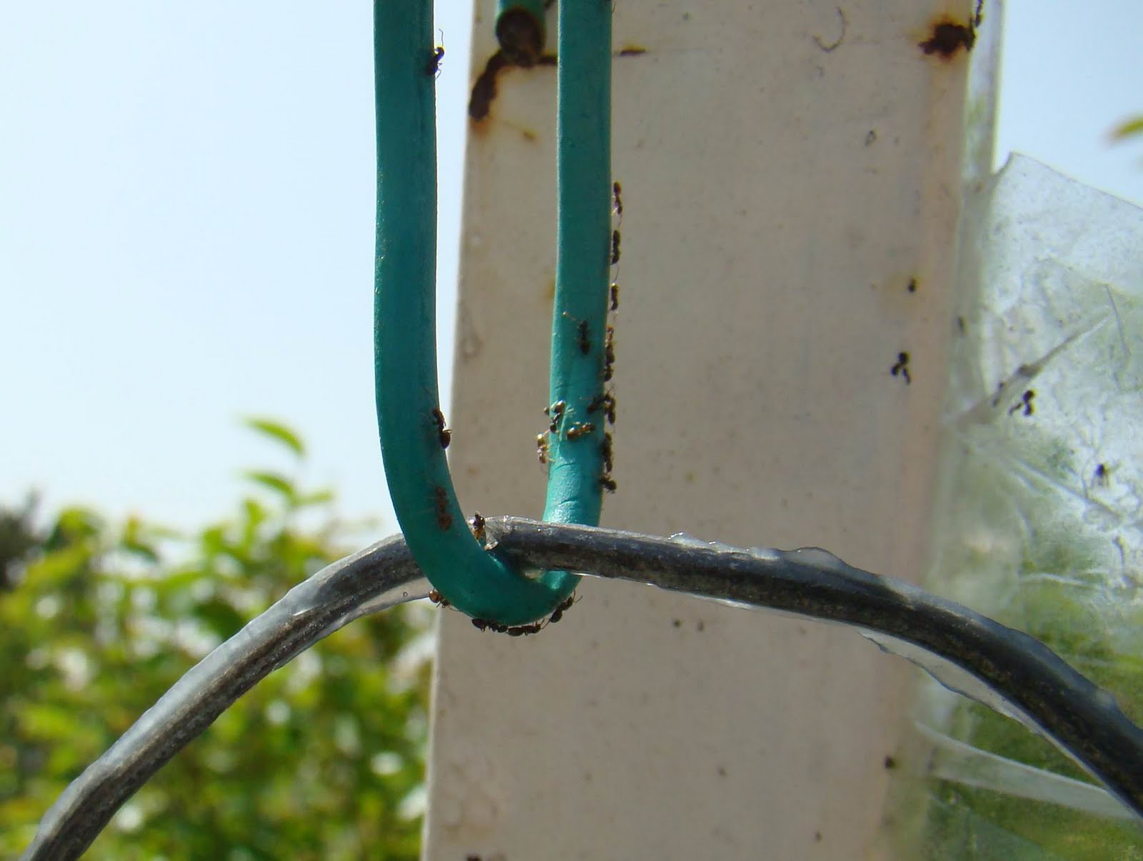 Making humming birds / sunbirds feeder Keeping Ants away from your