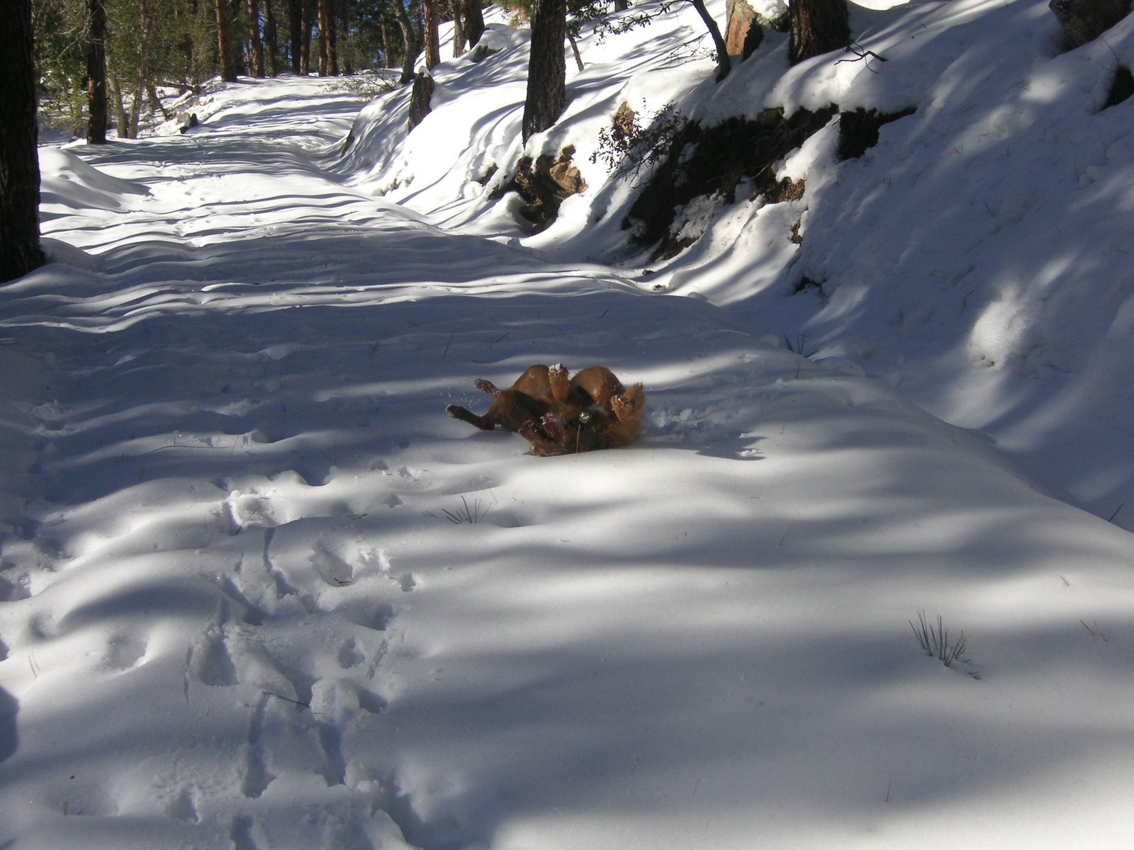 [snow+dec+2008+061.jpg]