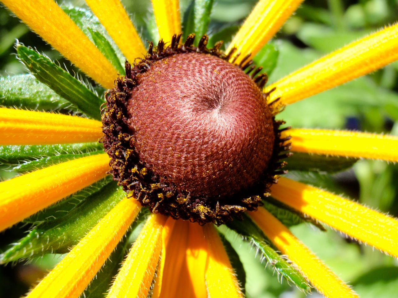 Sharing Nature's Garden Favorite Flowers From Buffalo