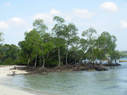 AndamanPort Blair and Havelock Island (mangrooves)