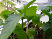 You can't see it here, but this bell pepper plant has a small flower budding. That means one bell pepper for me, none for you! :p