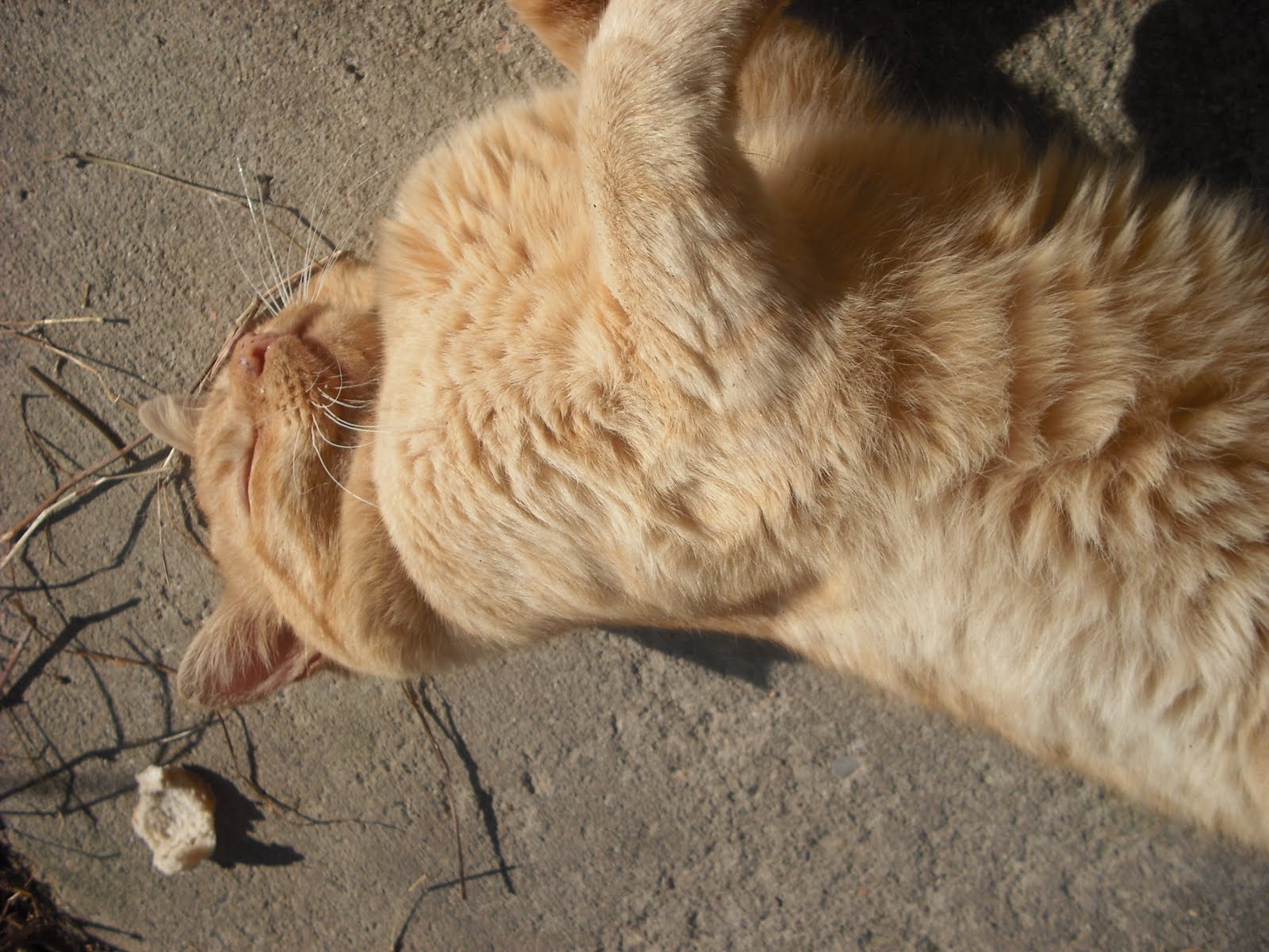 [gatos+e+eu+001.JPG]