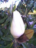[magnolia+fechada.jpg]