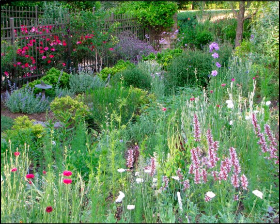 drought tolerant flowers
