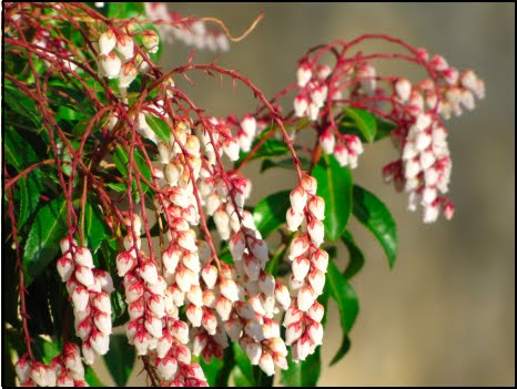 My Hingham Gardens My Love Hate Relationship With Pieris Japonica