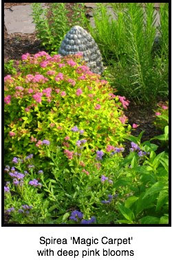 Defining Your Home Garden And Travel Inspired By Spirea