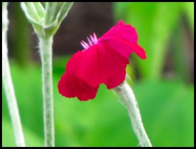 Defining Your Home, Garden and Travel: Rose Campion as a Companion Plant