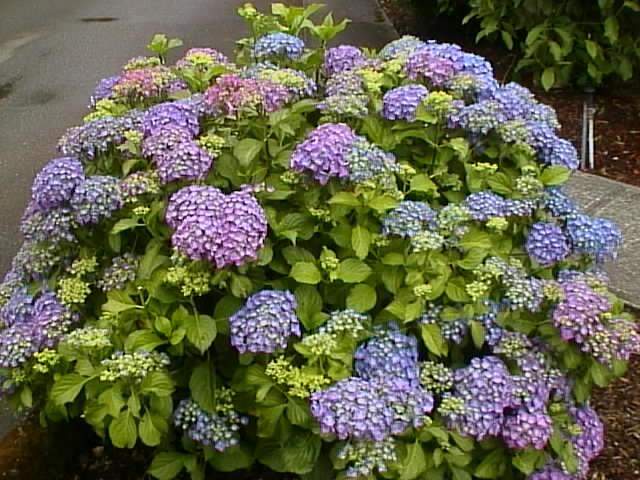 Hydrangea Colours