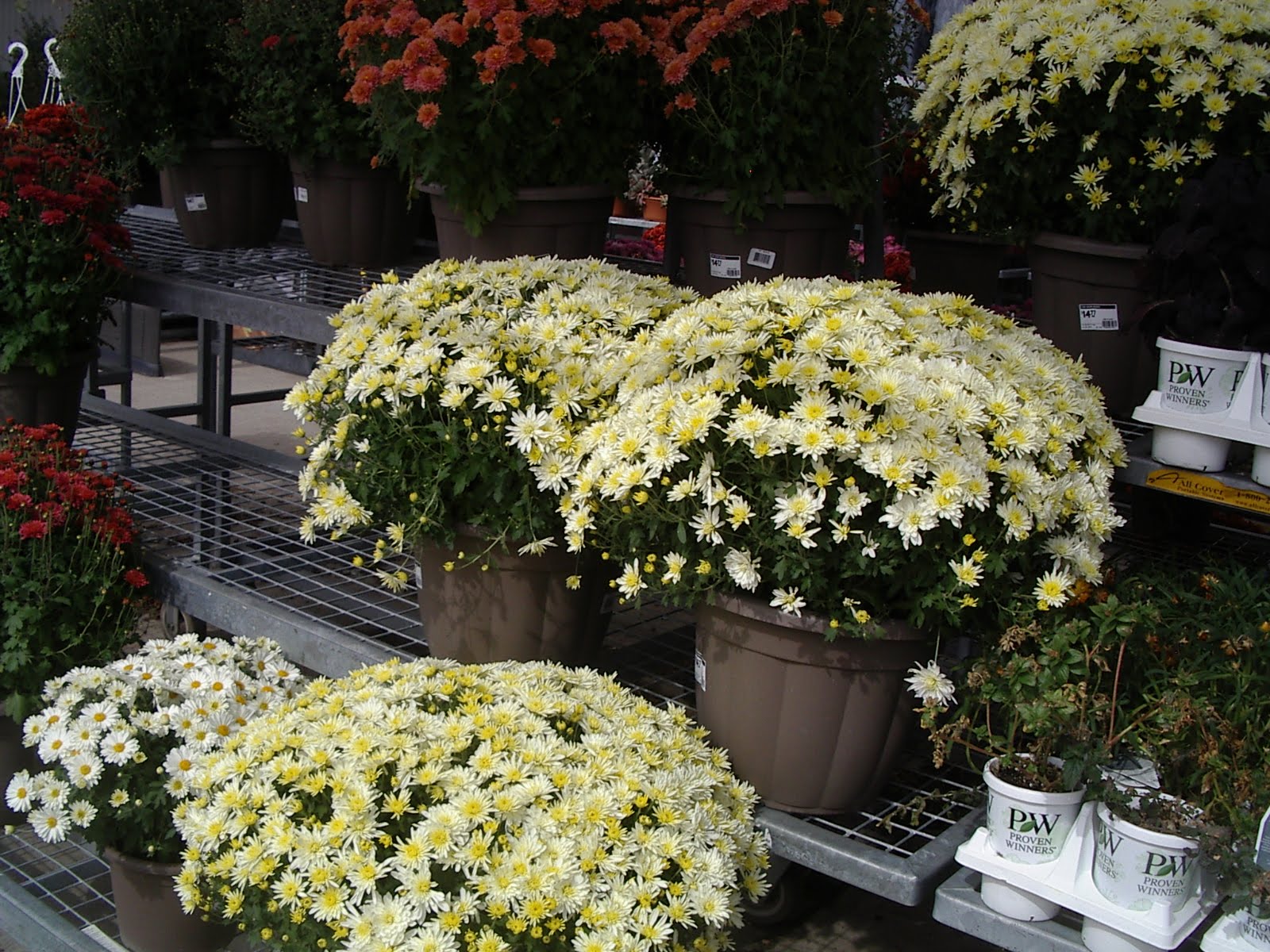 LIVING THE GARDENING LIFE: Mum`s the Word