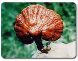 Ganoderma Mushroom