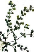 arogyapacha plant