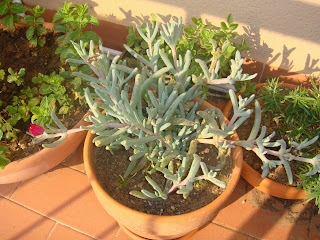 Resize+of+DSC02458.JPG