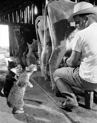 Amazing News World: Wonderful and funny animal pictures