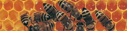 Madu Lebah Asli / Honey