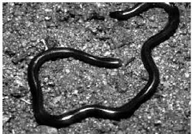 Living The Hawaiian Dream Blog Snake Break