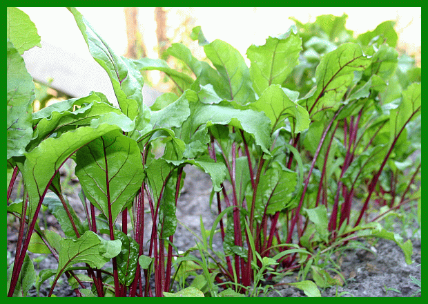 rote Beete grüner Himmel