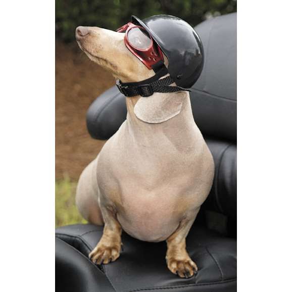 MOTORCYCLE 74: Motorcycle helmet (for pets)