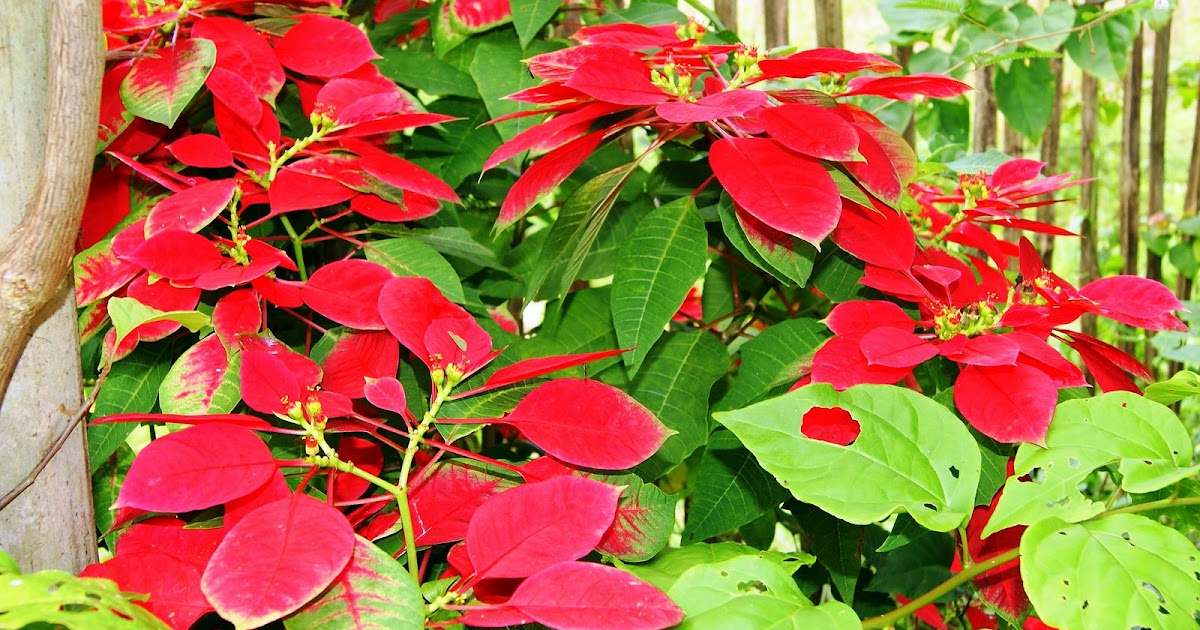 Southeast Asia Adventures December Flowers