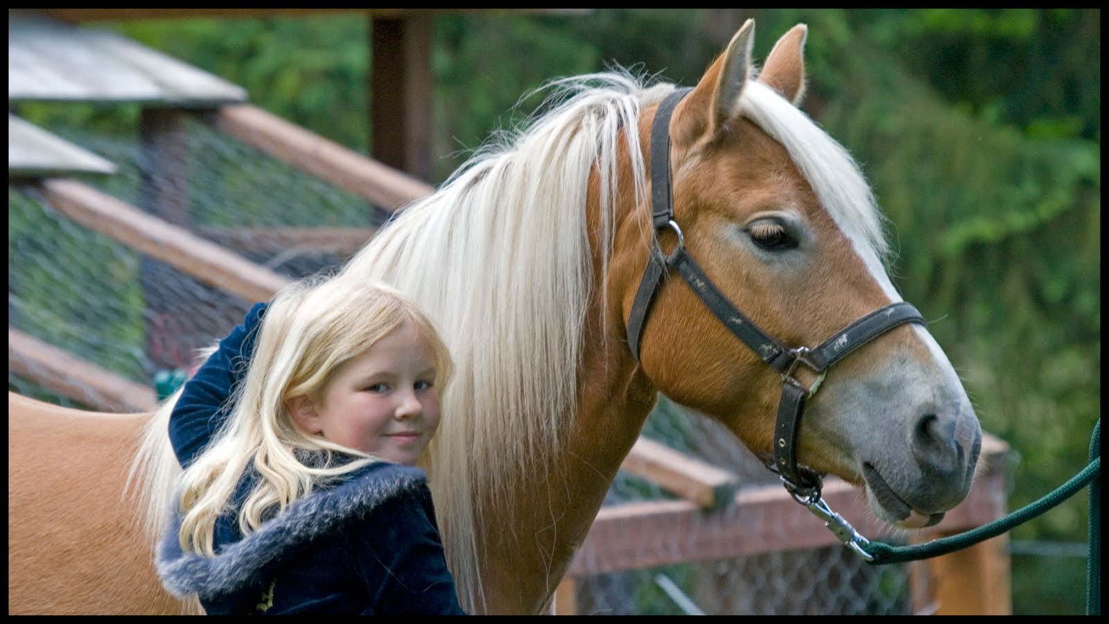 Whats a good breed of horse for a Beginner? The Horse Forum