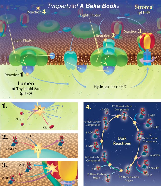 Inside A Thylakoid