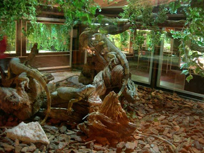 Iguanas Igu_07