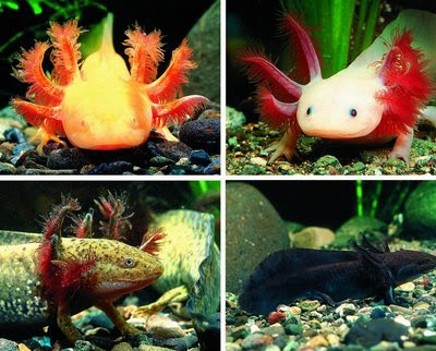 Axolote Axo_01