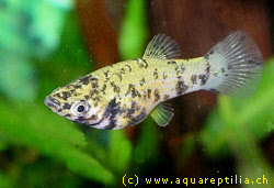 Mollienesia Sphenops Moll_04