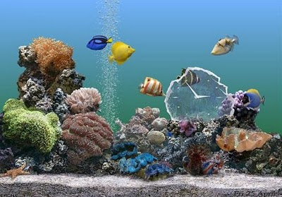 Acuario de agua salada Sac_02