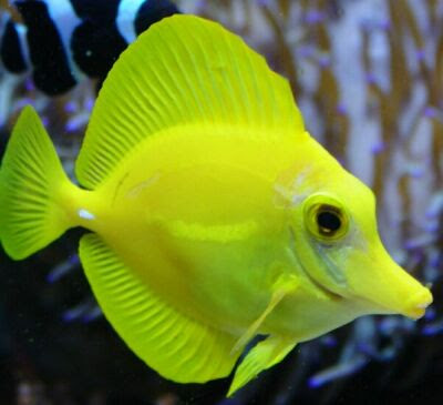 WWW PECES MARINOS www peces marinos: