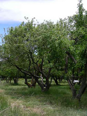 Apple trees