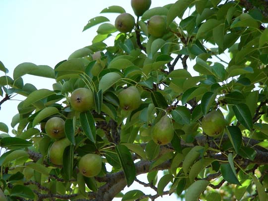 Ripening Pears