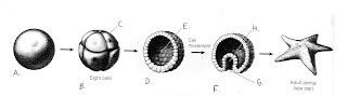 blastopore formation blastopore formation
