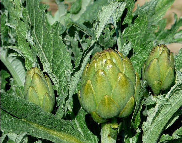 Propiedades curativas de la alcachofa ~ Solountip.com Propiedades curativas de la alcachofa ~ Solountip.com