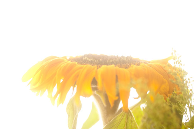 [DSC_8422.jpg]