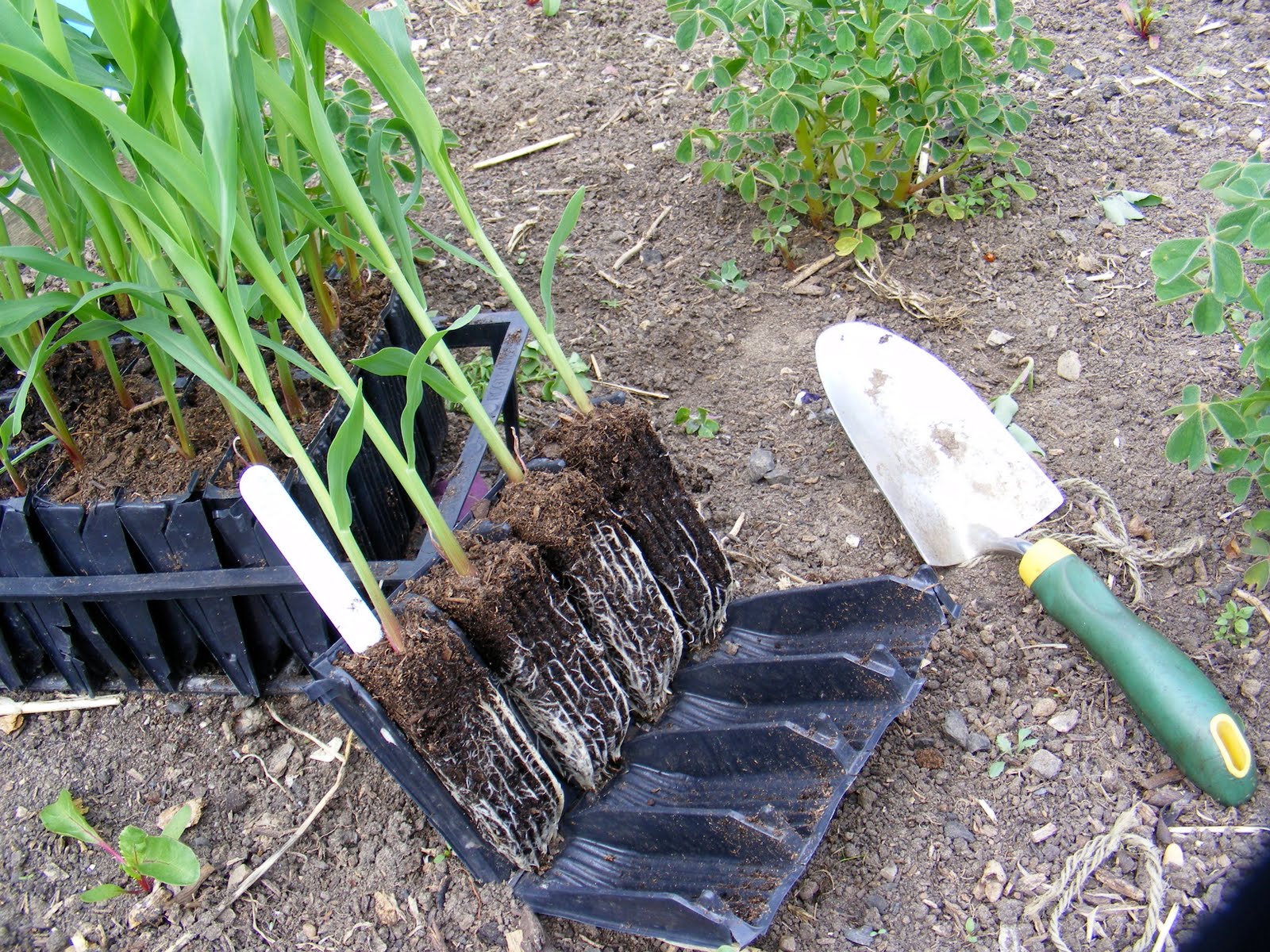 Growing Oca Oca / Sweetcorn Bicrop