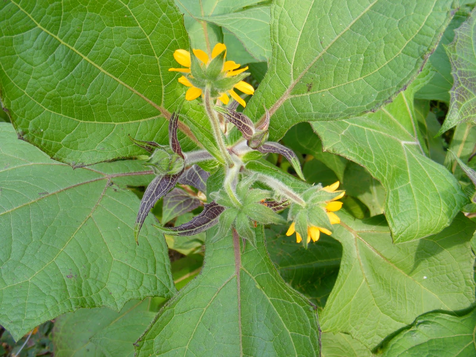 Growing Oca Yacon Doubletake