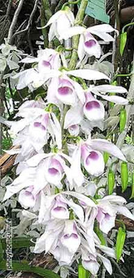 Dendrobium anosmum var. huttonii