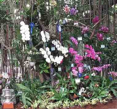 Exhibit Booth of Purificacion Orchids