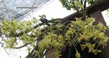 Dendrobium aureum
