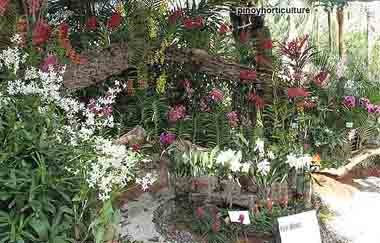 Exhibit Booth of First Bloom Orchids