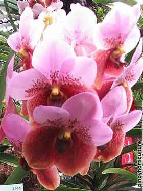 Vanda sanderiana